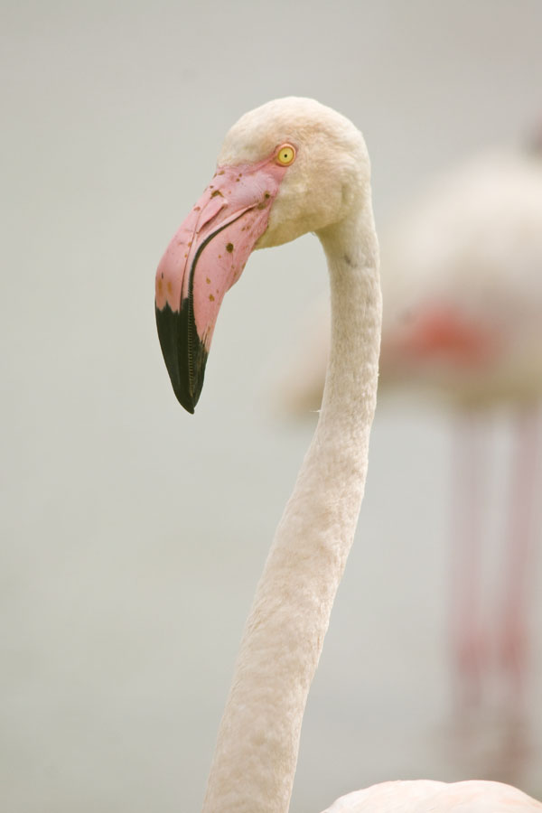 09 05 21 pont de gau flamant rose42